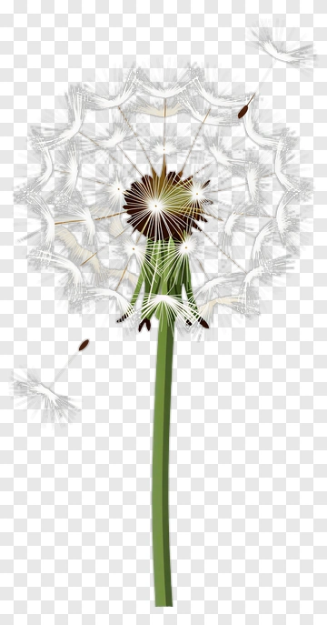 Dandelion With Seeds Dispersing PNG