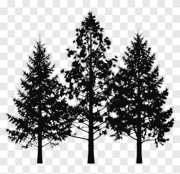 Silhouette Of Three Pine Trees PNG