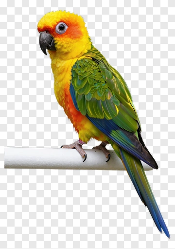 Colorful Parrot Perched On A Branch PNG