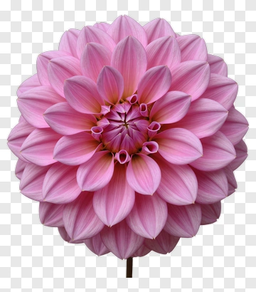 Pink Dahlia Flower PNG