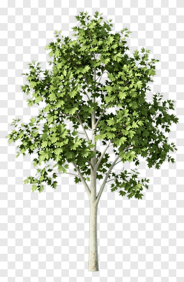 Green Tree PNG