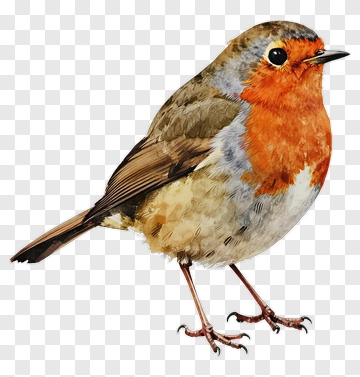 Colorful Robin Bird PNG
