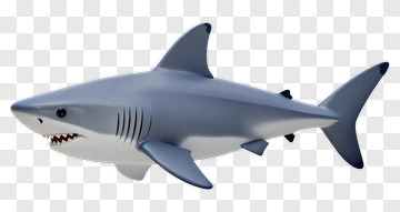 3D Shark PNG