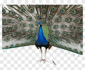 Peacock Displaying Its Colorful Feathers PNG