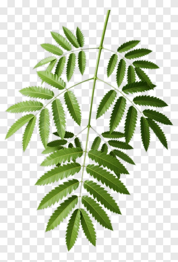 Green Leafy Branch PNG