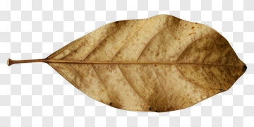 Dried Leaf PNG