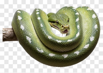 Green Python Coiled On A Branch PNG
