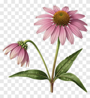 Pink Coneflower With Green Leaves PNG