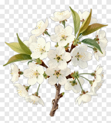 White Cherry Blossom Branch PNG