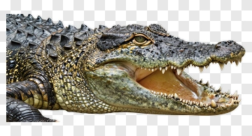 Crocodile With Open Mouth PNG