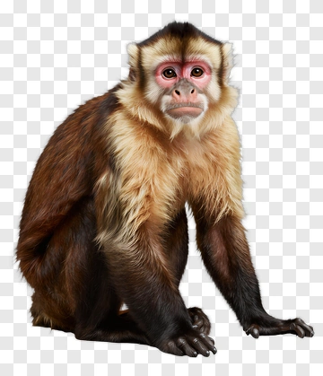Capuchin Monkey Sitting PNG