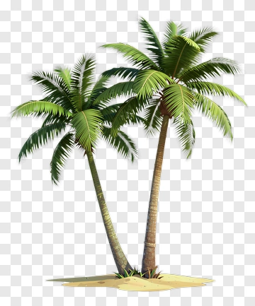 Two Palm Trees PNG