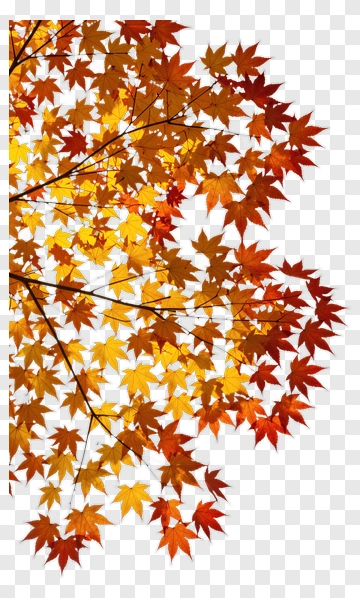 Autumn Maple Leaves PNG