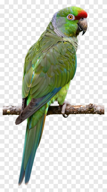 Green Parrot Perched On A Branch PNG