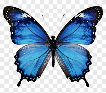 Blue Butterfly With Black Edges PNG
