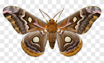 Realistic Butterfly With Colorful Wings PNG
