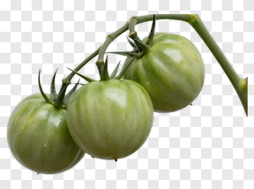 Green Tomatoes On A Vine PNG