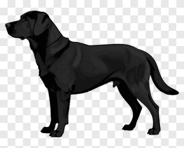 Black Labrador Retriever Standing PNG