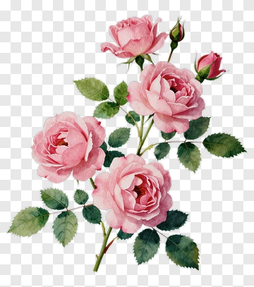 Pink Rose Bouquet PNG