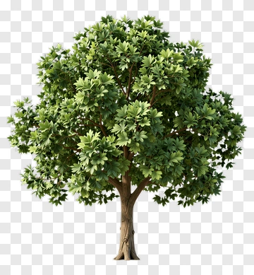 Realistic Tree With Lush Green Foliage PNG