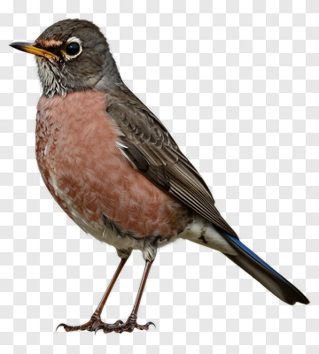Bird Standing With Pink And Gray Feathers PNG