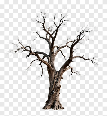 Bare Tree With Twisted Branches PNG