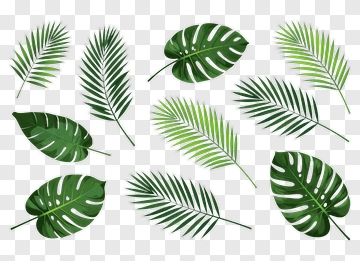 Collection Of Green Leaves PNG