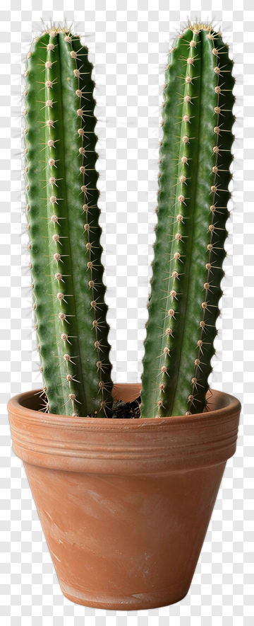 Cactus In A Terracotta Pot PNG