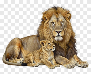 Lion And Cub Resting Together PNG