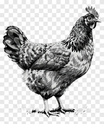 Realistic Chicken Illustration PNG