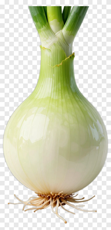 Onion With Roots And Green Tops PNG