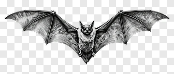 Detailed Bat Illustration PNG