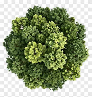 Green Tree Canopy PNG