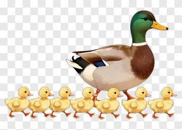 Duck With Ducklings Walking Together PNG