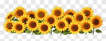 Sunflower Bouquet PNG