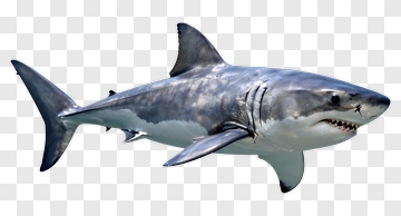 Great White Shark Swimming PNG