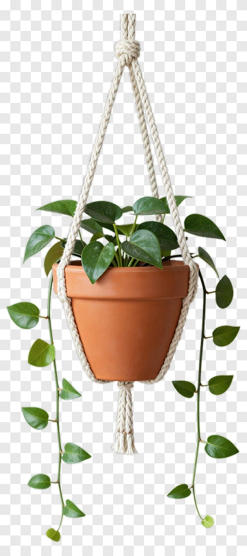 Hanging Potted Plant PNG