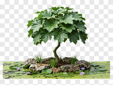 Lush Green Tree Surrounded By Rocks And Water Lilies PNG