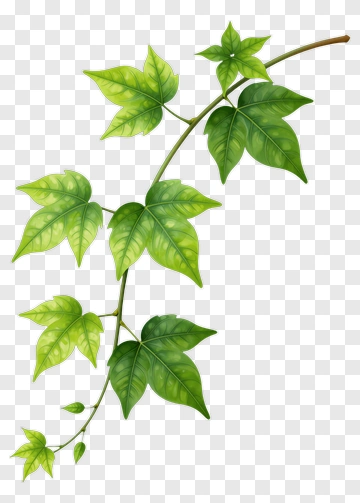 Vine With Green Leaves PNG