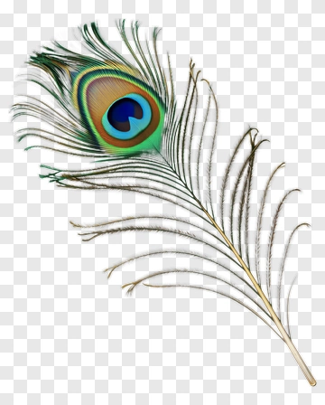 Peacock Feather PNG