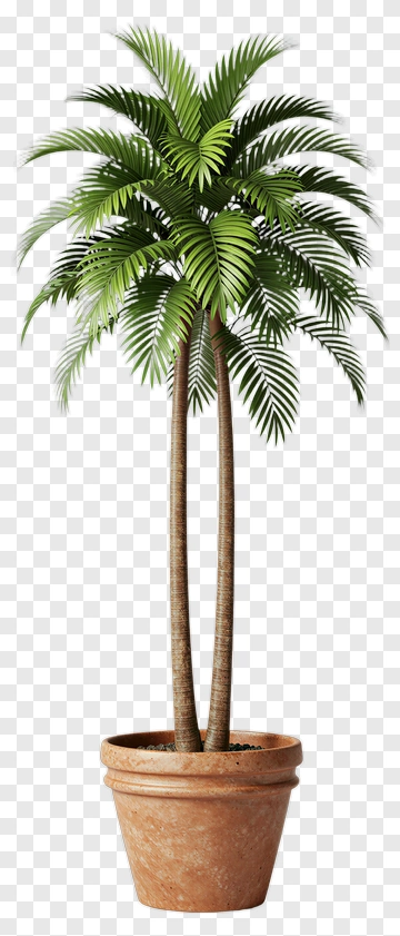 Potted Palm Tree PNG