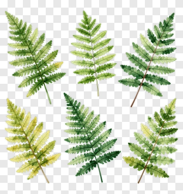 Watercolor Fern Leaves Collection PNG
