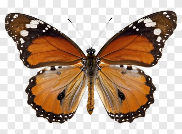Monarch Butterfly With Orange And Black Wings PNG
