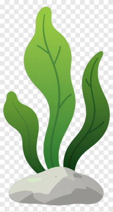 Green Seaweed Growing On A Rock PNG