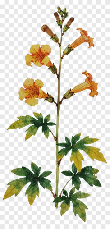 Colorful Flowering Plant PNG