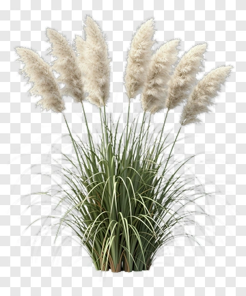 Pampas Grass Arrangement PNG