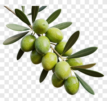 Green Olive Branch With Fresh Olives PNG