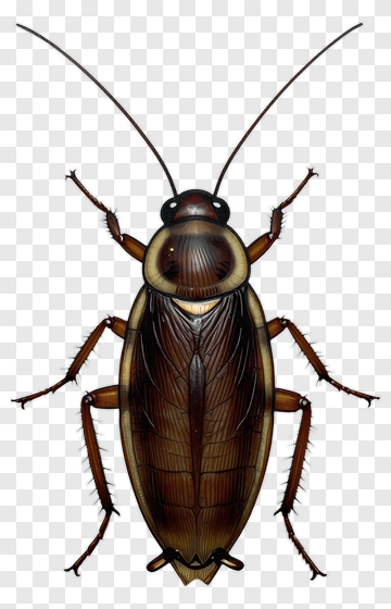 Realistic Cockroach Illustration PNG