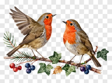 Pair Of Colorful Robins On A Branch PNG