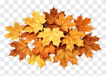 Colorful Autumn Leaves PNG